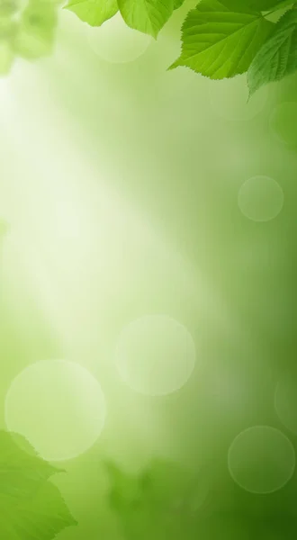 Grüner Hintergrund mit Frühlingsblättern und Sonnenlicht. Handy-Tapete — Stockfoto