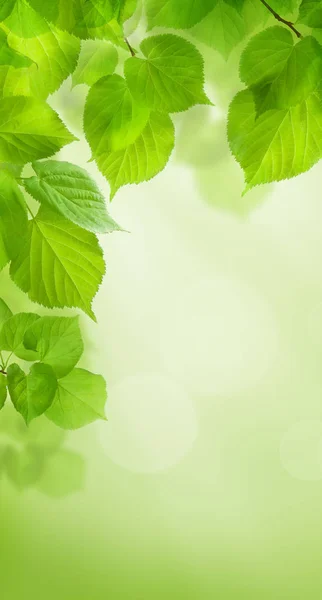 Sommer Laub auf grünem Hintergrund — Stockfoto