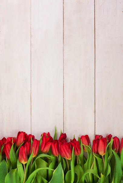 Mooie rode tulpen bloemen op witte houten achtergrond — Stockfoto