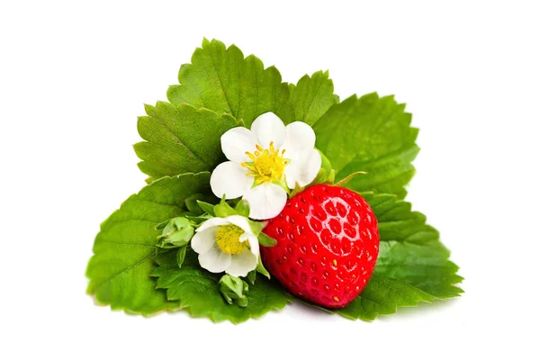 Bayas de fresa roja y hojas verdes y flores en blanco — Foto de Stock