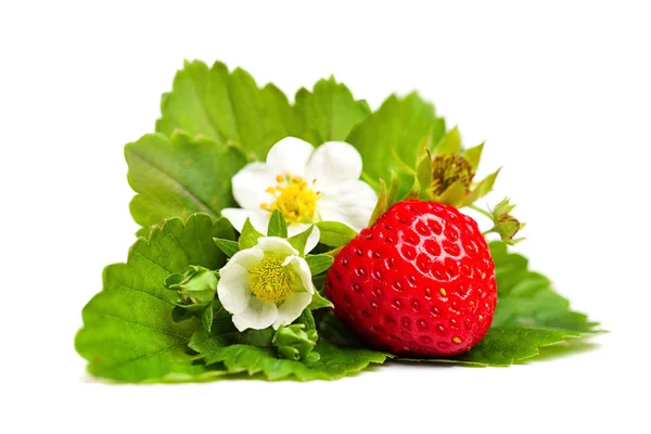 Fresa roja Berry y hojas verdes y flor en blanco —  Fotos de Stock