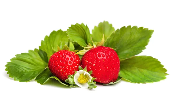 Rote Erdbeere mit grünen Blättern — Stockfoto