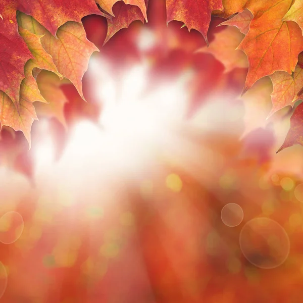Φθινόπωρο φόντο με πτώση Maple φύλλα και ηλιόλουστη λάμψη, αφηρημένα — Φωτογραφία Αρχείου