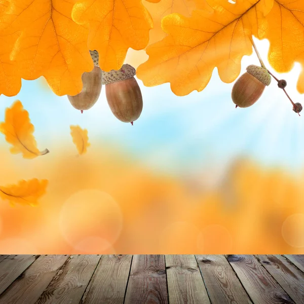 Autumn Background with Yellow Oak Leaves, Acorns — Stock Photo, Image
