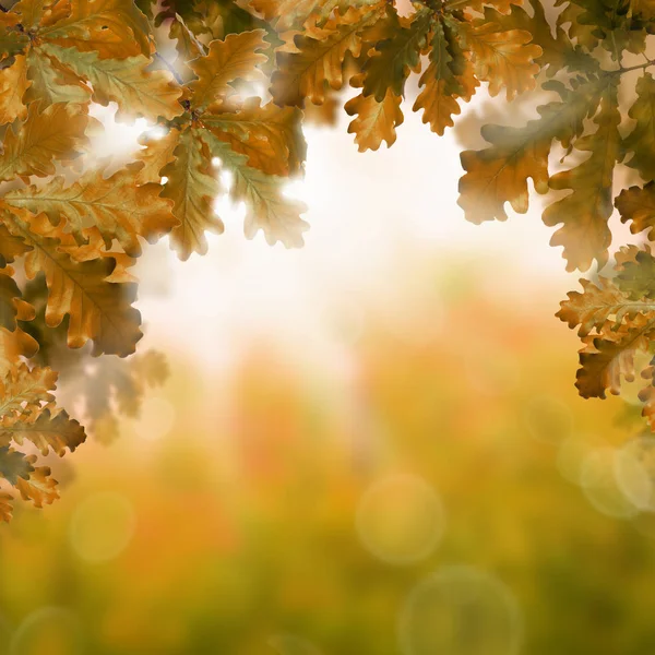 Fond d'automne avec feuilles de chêne d'automne et paillettes abstraites — Photo