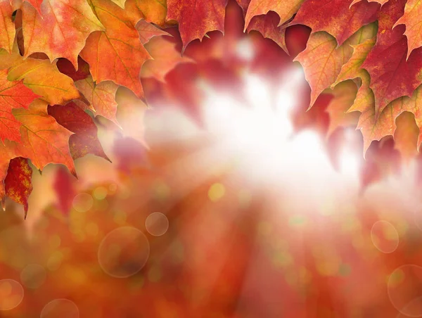 Sonbahar arka plan ile Sonbaharda akçaağaç yaprakları ışık güneş