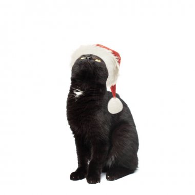 Noel Baba şapkası Up beyaz arka plan üzerinde seyir siyah kedi