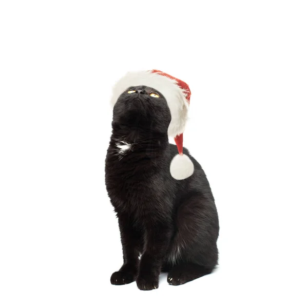 Svart katt i Santa hatt tittar upp på vit bakgrund — Stockfoto