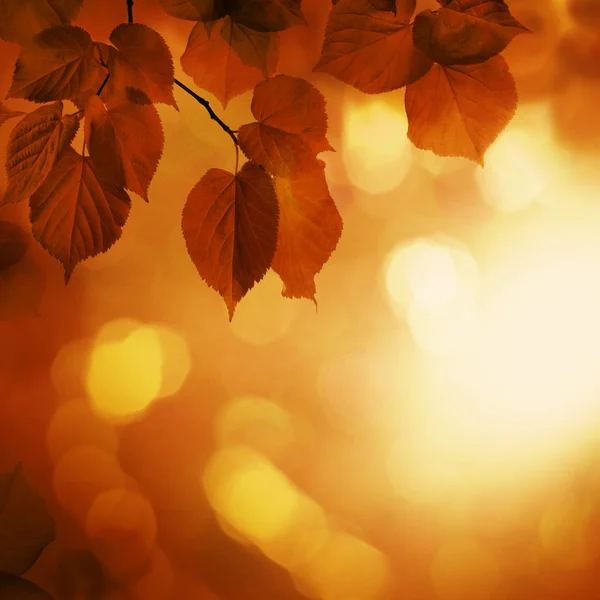 Hösten bakgrund med röda Linden lämnar — Stockfoto