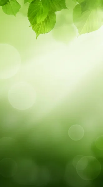 Fondo de primavera Bokeh con hojas verdes — Foto de Stock