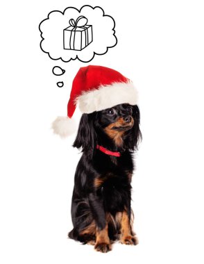 Beyaz arka plan üzerinde Santa şapkalı küçük köpek