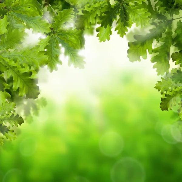 Fundo de primavera ou verão com folhas de carvalho verde — Fotografia de Stock