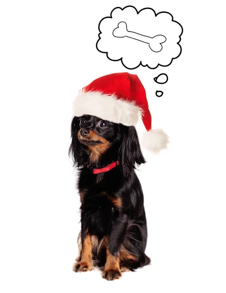 Perro en Santa Sombrero soñando con comida sabrosa sobre fondo blanco — Foto de Stock