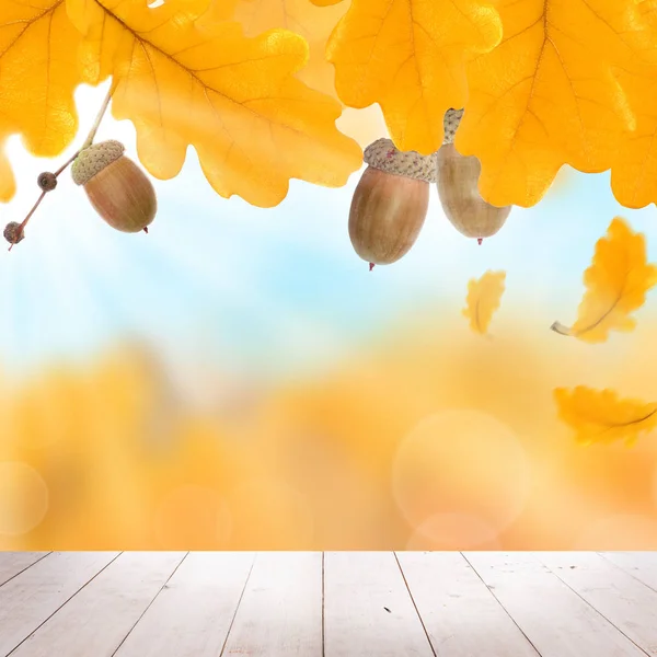 Fond d'automne avec feuilles de chêne jaune d'automne, acajous et blanc — Photo
