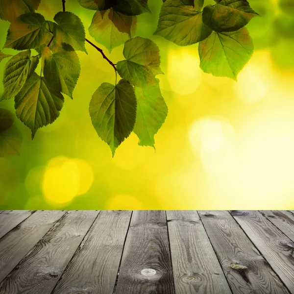 Yeşil ıhlamur yaprakları, güneş Bokeh ile yaz arka plan — Stok fotoğraf