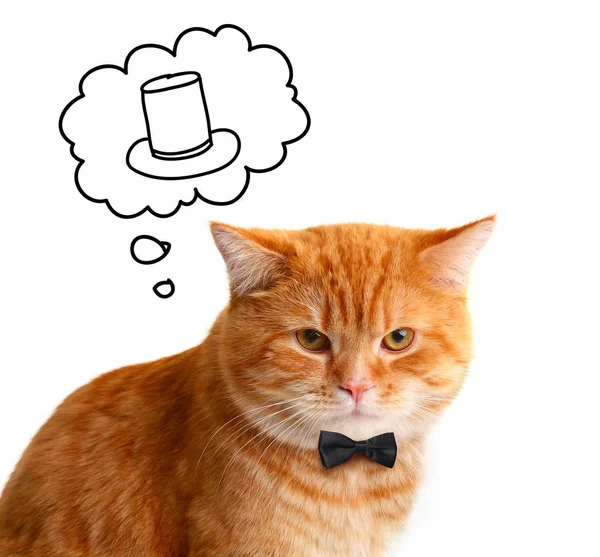 Drôle rouge chat gentilhomme rêvant sur un chapeau sur fond blanc — Photo