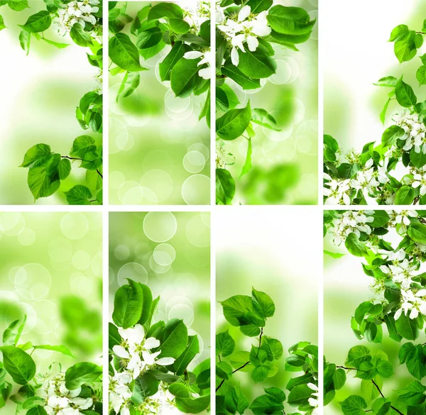 Abstract Green Wallpaper Background with Spring Foliage, Bokeh — Stock Photo, Image