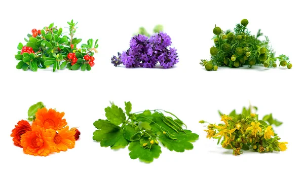 Léčivé rostliny, byliny a květy na bílém pozadí. — Stock fotografie