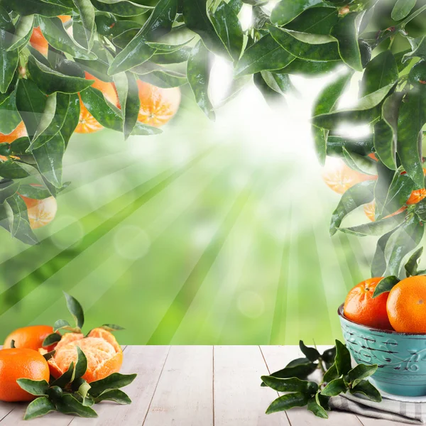 Summer fruits mandarin on abstract green background — Stock Photo, Image