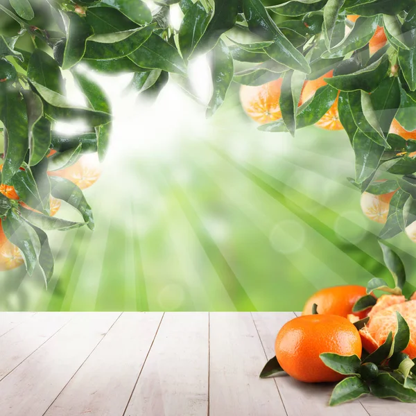 Mandarin gyümölcsök és mandarin fa levelei nyári háttér — Stock Fotó
