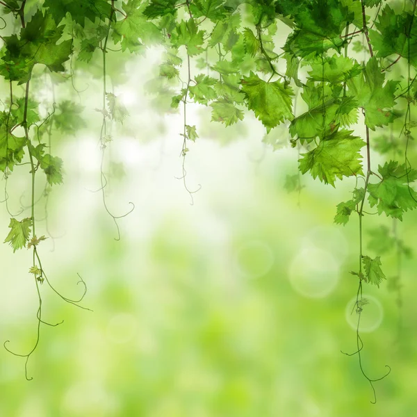 Зеленые виноградные листья и виноград на абстрактном свете Боке — стоковое фото