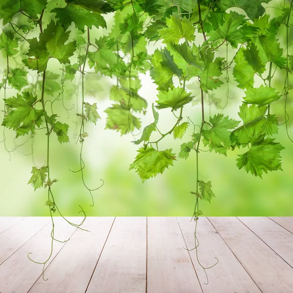 Yeşil üzüm yaprakları, asma ile yeşil arka plan — Stok fotoğraf