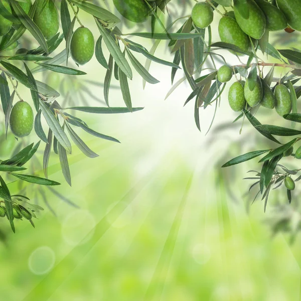 Aceitunas verdes y hojas de olivo con luz bokeh abstracta —  Fotos de Stock