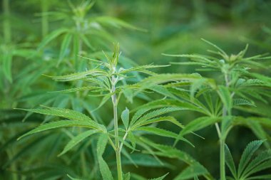 Marihuana yaprakları, yeşil arka planda esrar, güzel bir arka plan, açık alanda tarım