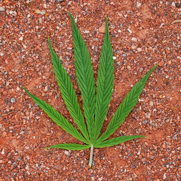 Cannabis folha verde em fundo Grunge vermelho — Fotografia de Stock