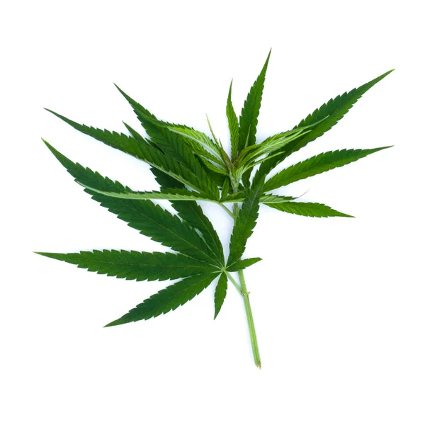 Marihuana feuille verte sur blanc. Objet d'herbe — Photo