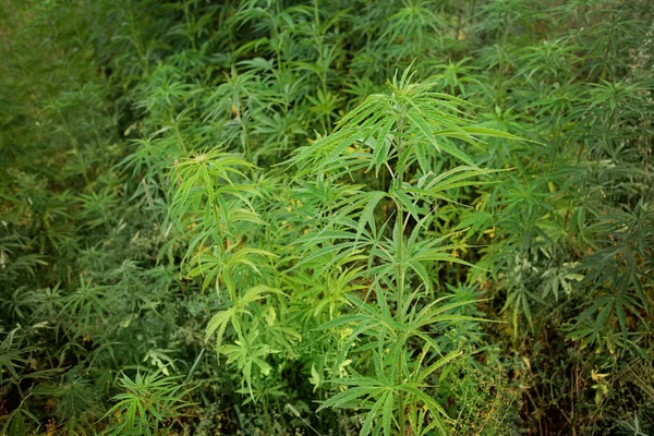 Wiet planten groeien buiten met marihuana knoppen — Stockfoto