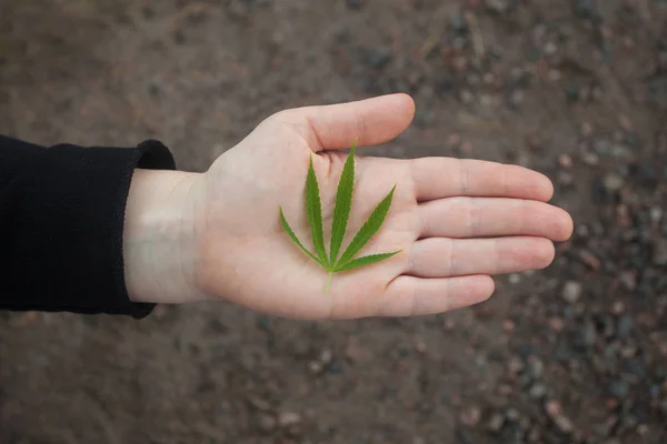 Woman's hand gives or takes green hemp's leaves — Stock Photo, Image
