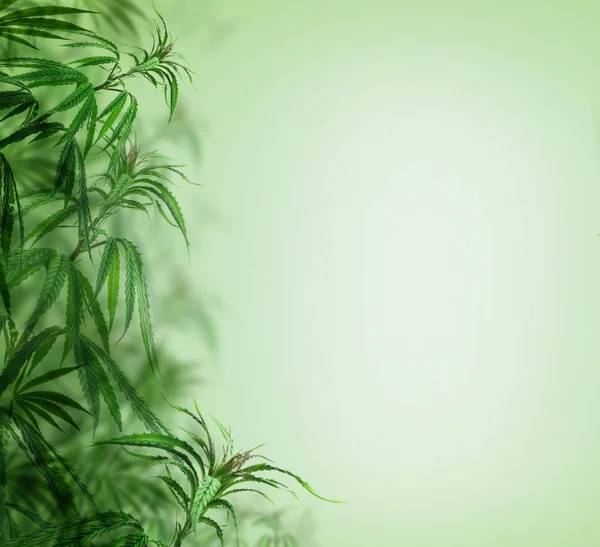 Yeşil kenevir arka planı, tarım bitkisi marihuana bitkileri — Stok fotoğraf
