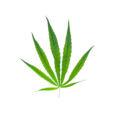 Beyaz üzerine yeşil yaprak marihuana. Bitki nesnesi