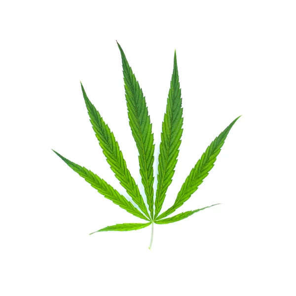 Marijuana cu frunze verzi pe alb. Obiect din plante — Fotografie, imagine de stoc