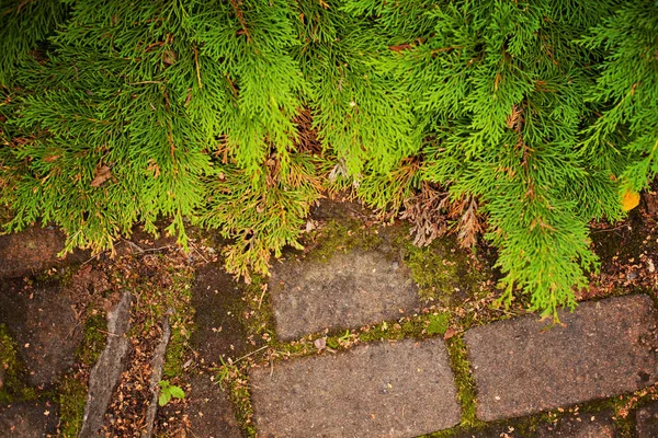 Grüne Thuja-Allee. und Straße im Herbst von oben — Stockfoto