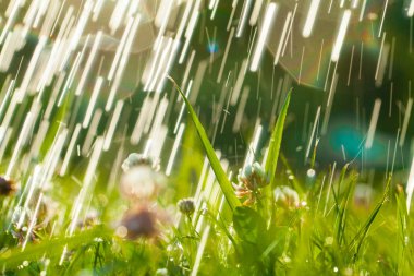 Yonca, güneş ve yağmur damlalarıyla güzel doğal bir zemin. 