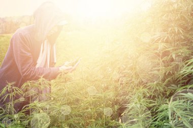 Adam gün batımında marihuana tarlasını işliyor..