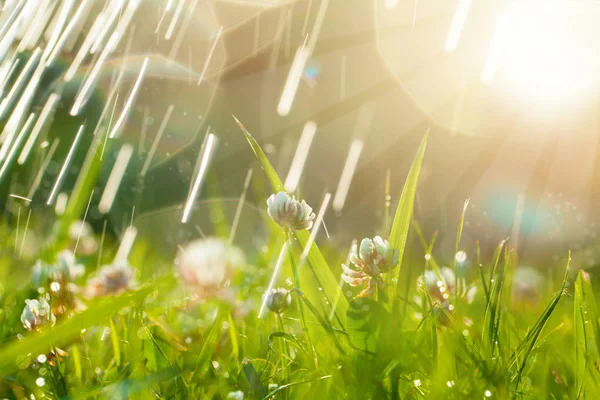 Prachtige natuurlijke achtergrond met klaver, zon en regendruppels. — Stockfoto