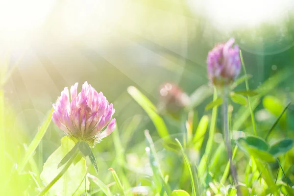 Arte Primavera Natural Verde Fundo com sol, Trevo Flores — Fotografia de Stock