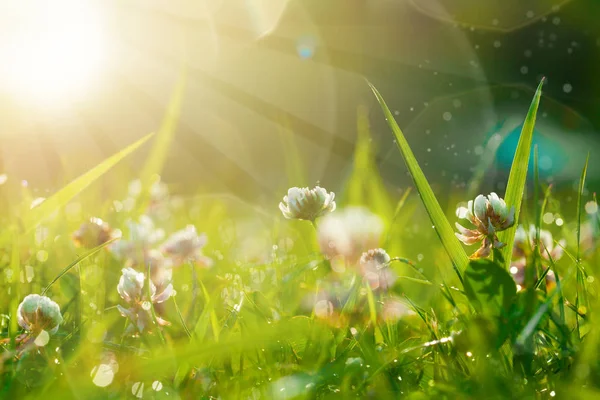 Kunst voorjaar natuurlijke groene achtergrond, Klaver bloemen met bokeh cirkels — Stockfoto