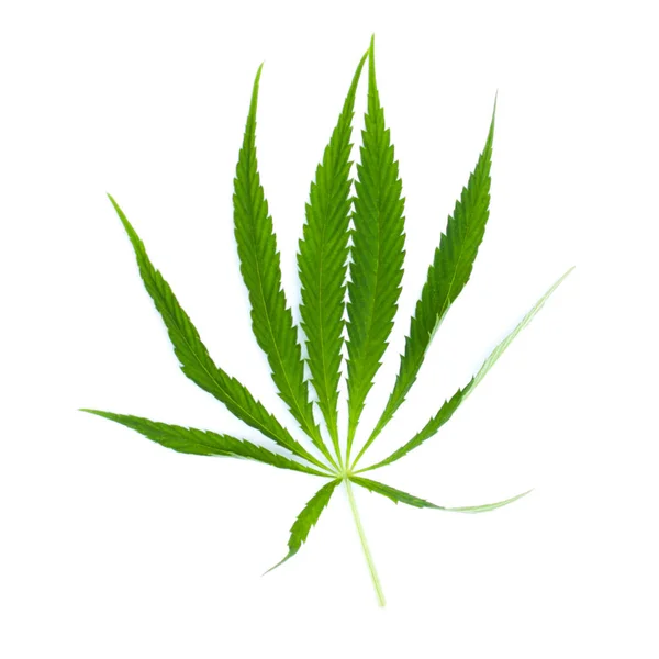 Beyaz üzerine yeşil yaprak marihuana. Bitki nesnesi — Stok fotoğraf