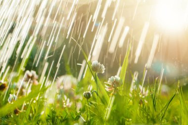 Sanat Baharı Doğal Yeşil Arkaplan, Yonca Çiçekleri ve yağmur damlaları