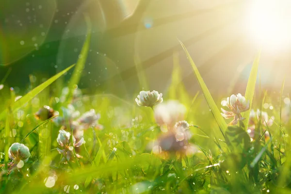 Art Spring Přírodní zelené pozadí, Clover Květiny s bokeh kruhu — Stock fotografie