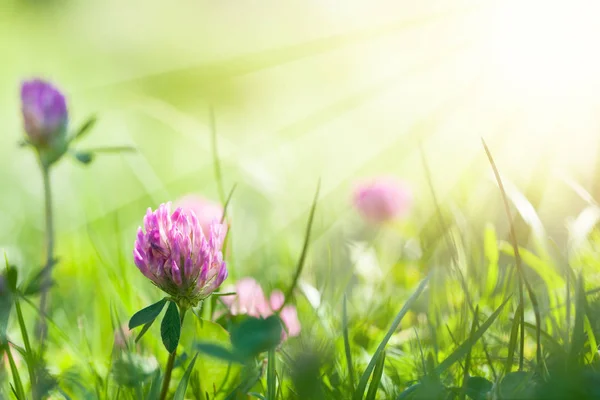 Arte Primavera Natural Verde Fundo, Trevo Flores — Fotografia de Stock