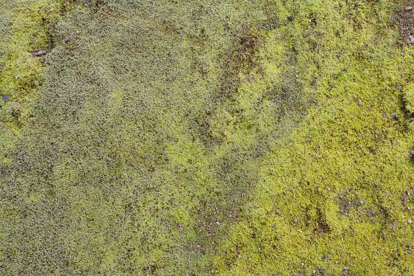 Moss green texture background. Green moss on grunge texture