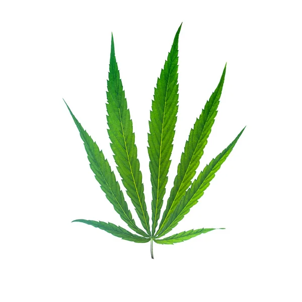 Groene marijuana op wit. Geïsoleerd kruidenobject — Stockfoto