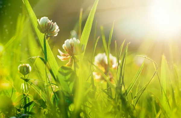 Kunst Frühling natürlichen grünen Hintergrund, Kleeblumen nach Regen — Stockfoto