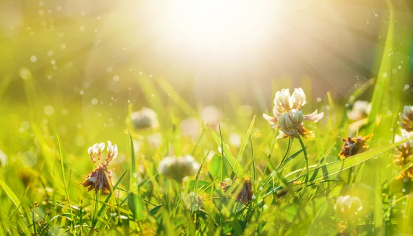 Art Spring Natural Green Background, Clover Flowers after rain — Stock Photo, Image