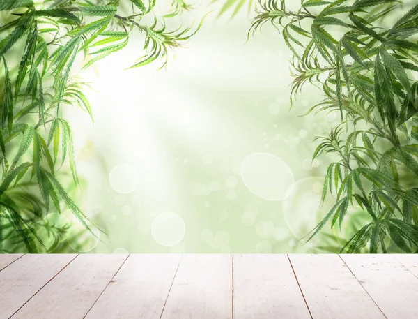Groene cannabis met houten achtergrond, teelt van marihuanaplanten. Marihuanabladeren en geneeskrachtige kruiden Grens met zonlicht. — Stockfoto